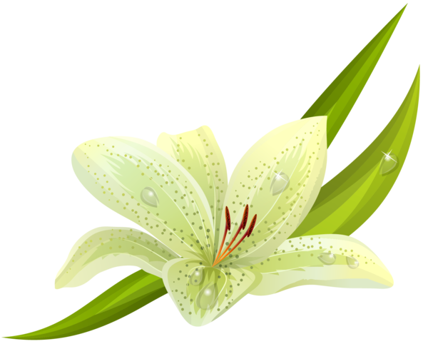 Transparent Easter Lily Lilium Bulbiferum Flower Plant for Easter