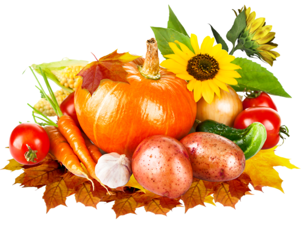 Transparent Crop Yield Vegetable Harvest Cuisine Vegetarian Food for Thanksgiving