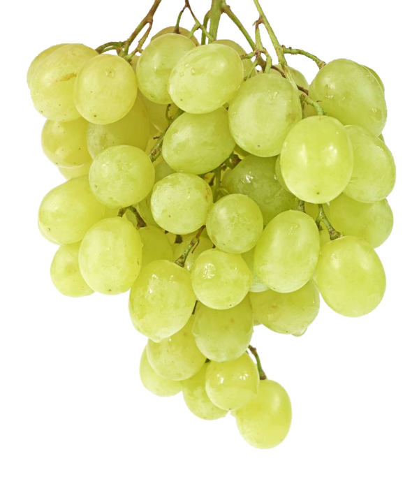 Transparent Sultana Wine Grape Seedless Fruit Grape Seed Extract for Thanksgiving