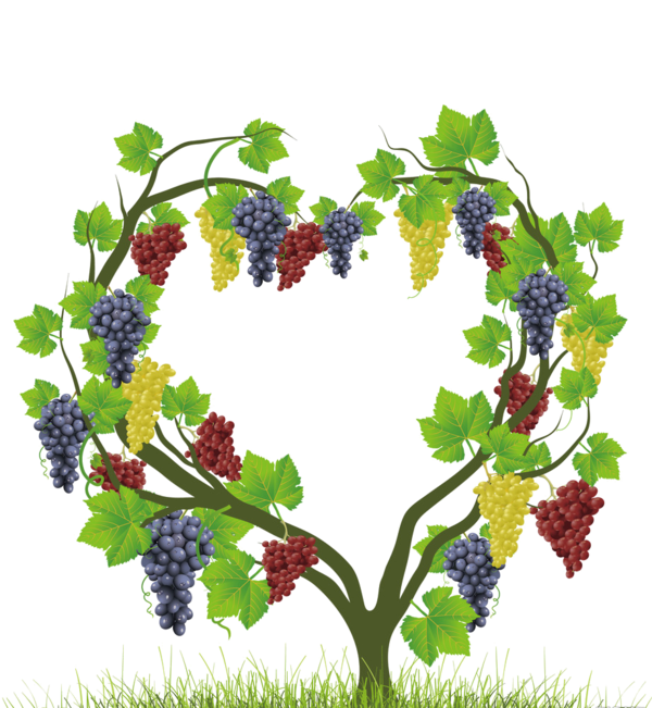 Transparent Grape Common Grape Vine Heart Plant Flower for Thanksgiving
