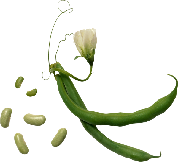 Transparent Lima Bean Bean Vegetable Plant Flower for Thanksgiving