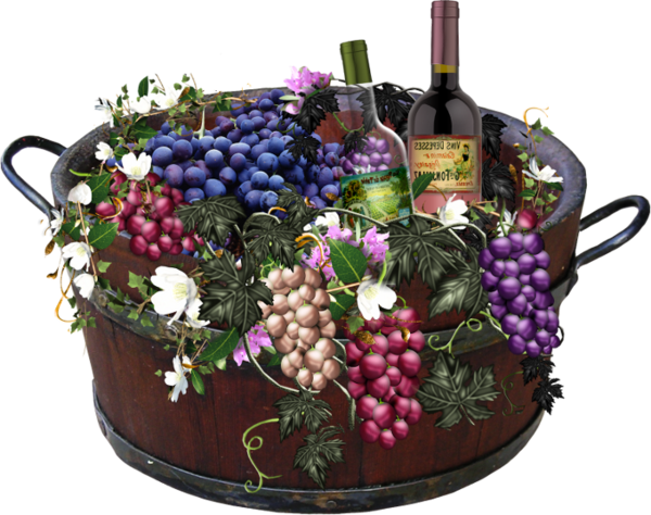 Transparent Grape Wine Common Grape Vine Plant for Thanksgiving