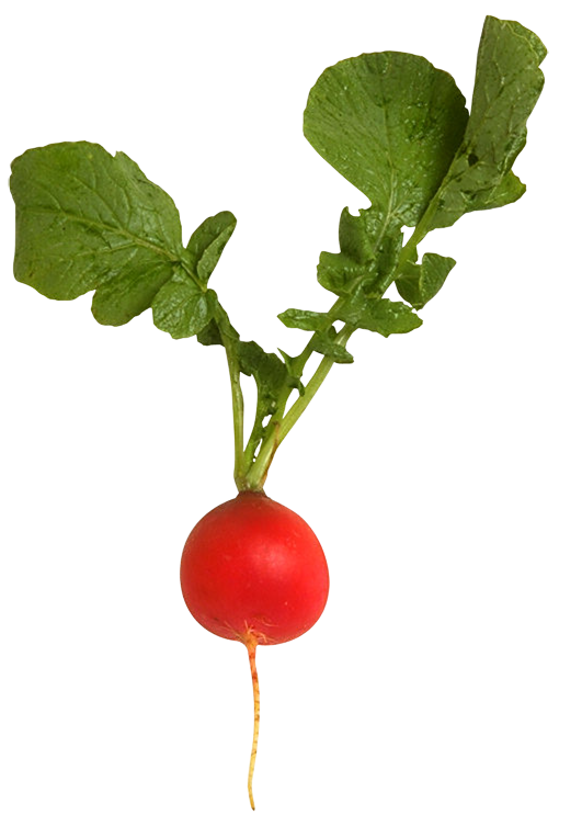 Transparent Daikon Plant Vegetable Beetroot Bush Tomato for Thanksgiving