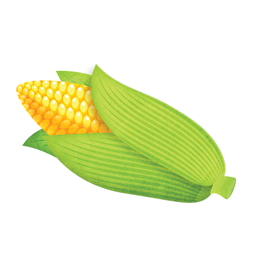 Transparent Sweet Corn Corn On The Cob Vegetarian Cuisine Maize Vegetarian Food for Thanksgiving