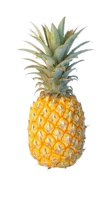 Transparent Sour Pineapple Fruit Plant Food for Thanksgiving