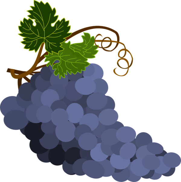 Transparent Wine Common Grape Vine Grape Plant for Thanksgiving