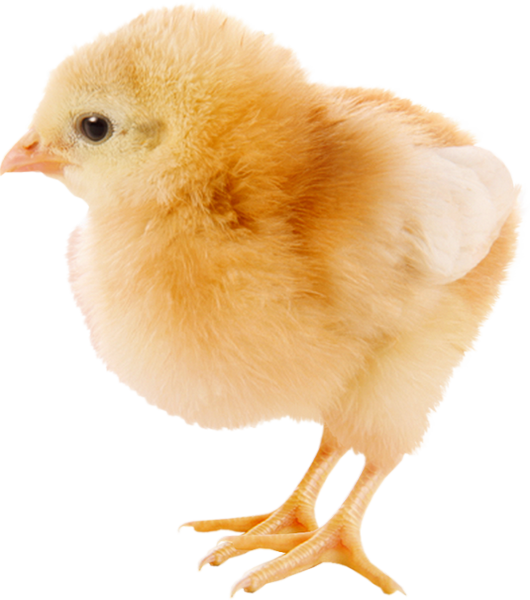 Transparent Chicken Kifaranga Easter Poultry Livestock for Easter