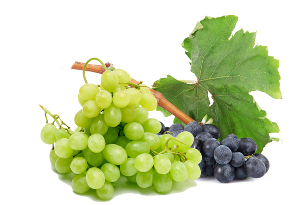 Transparent Juice Grape Must Seedless Fruit Grape Seed Extract for Thanksgiving