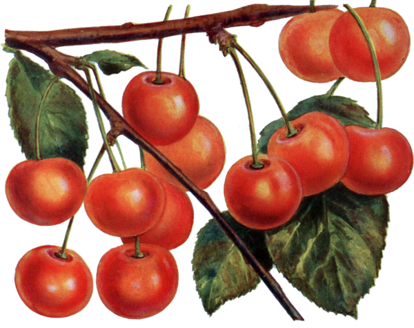 Transparent Tomato Cherry Fruit Natural Foods for Thanksgiving
