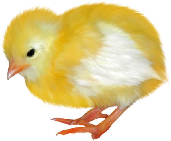 Transparent Chicken Blog Easter Bird Beak for Easter