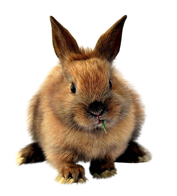 Transparent Easter Bunny Rabbit Easter Hare for Easter