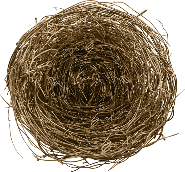 Transparent Bird Birds Nests Eggs Birds Nests And Eggs Straw Nest for Easter