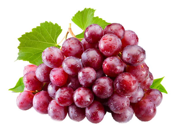 Transparent Juice Isabella Common Grape Vine Seedless Fruit Grape Seed Extract for Thanksgiving