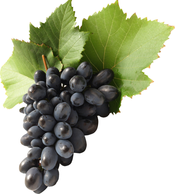 Transparent Common Grape Vine Wine Grape Seedless Fruit Grape Seed Extract for Thanksgiving