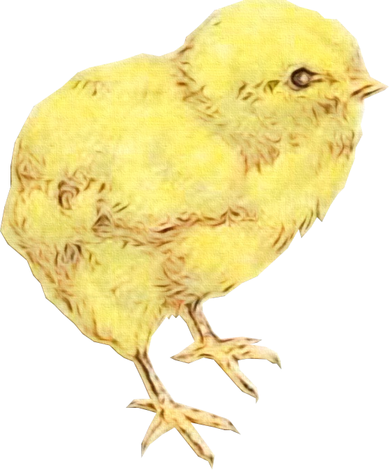 Transparent Chicken Easter Paper Bird Atlantic Canary for Easter