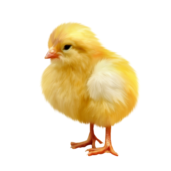 Transparent Chicken Easter Kifaranga Poultry Livestock for Easter
