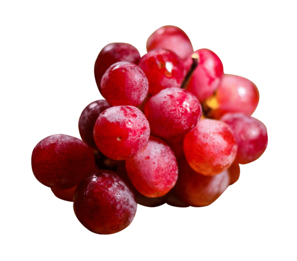 Transparent Common Grape Vine Red Wine Grape Natural Foods Fruit for Thanksgiving