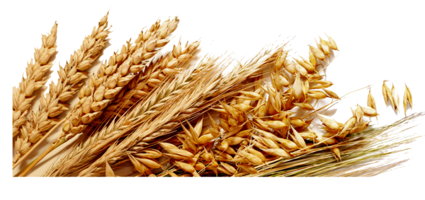 Transparent Common Wheat Cereal Ingredient Grass Family Emmer for Thanksgiving