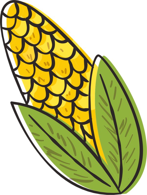 Transparent Alban Hefin Maize Popcorn Plant Leaf for Thanksgiving