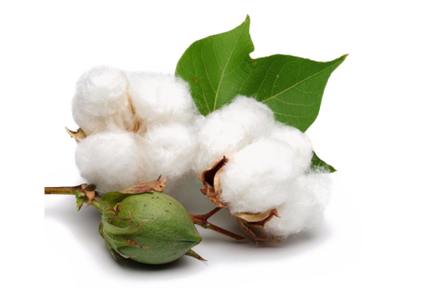 Transparent Organic Cotton Cotton Seed Food for Thanksgiving