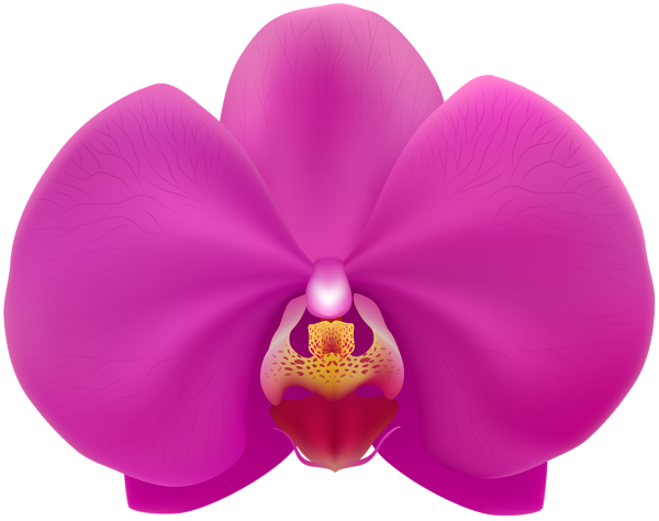 Transparent Moth Orchids Piglet Easter Egg Pink Flower for Easter