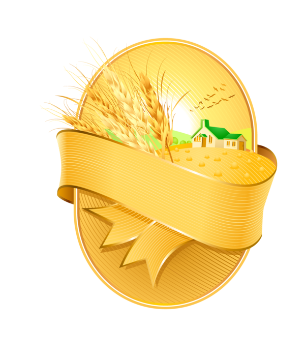 Transparent Common Wheat Ear Wheatgrass Commodity Yellow for Thanksgiving