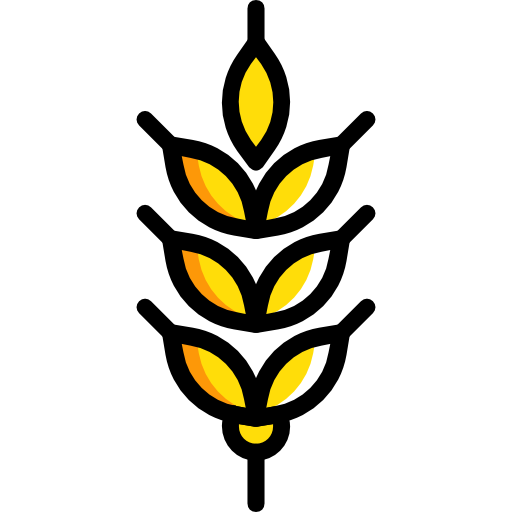 Transparent Grain Wheat Agriculture Yellow Leaf for Thanksgiving