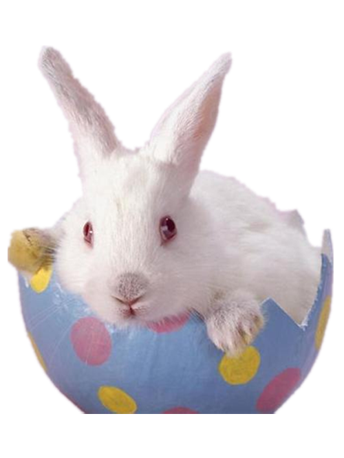 Transparent Easter Bunny Dwarf Hotot Flemish Giant Rabbit Whiskers for Easter