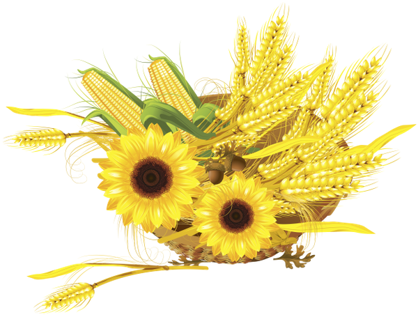 Transparent Common Sunflower Maize Wheat Flower Yellow for Thanksgiving