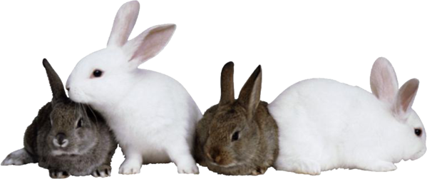 Transparent Easter Bunny Hare Ferret Snout Rabbit for Easter