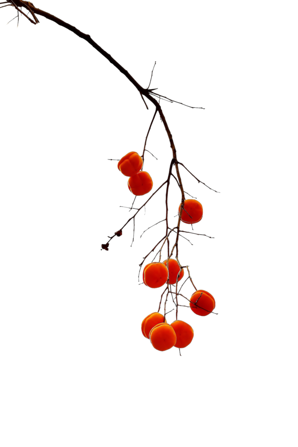 Transparent Persimmon Fruit Auglis Cherry for Thanksgiving