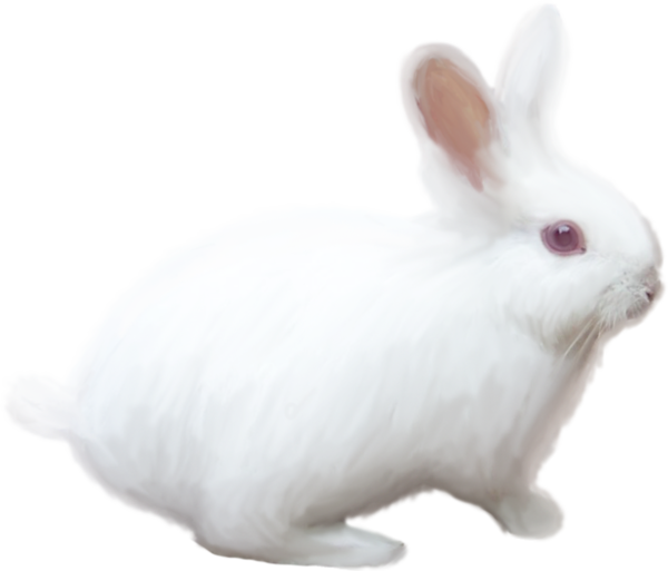 Transparent White Rabbit Rabbit Hare for Easter