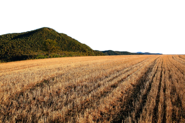 Transparent Fukei Garden Wheat Grass Family Commodity for Thanksgiving