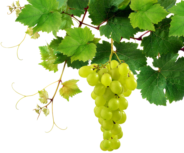 Transparent Common Grape Vine Grape Grape Leaves Seedless Fruit for Thanksgiving