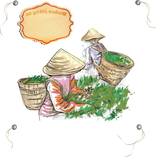 Transparent Tea Drawing Agriculture Flower Food for Thanksgiving