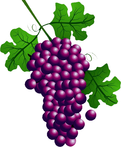 Transparent Wine Common Grape Vine Concord Grape Seedless Fruit Grape Seed Extract for Thanksgiving