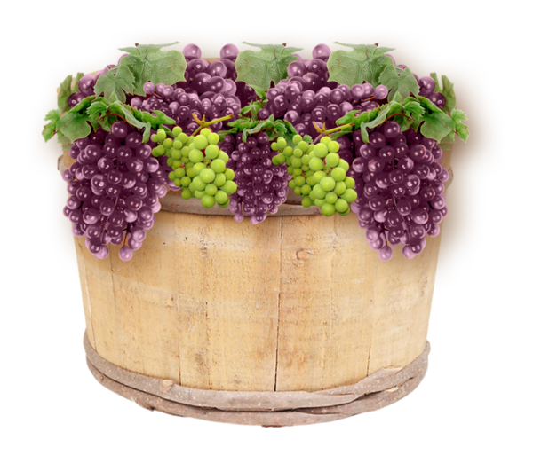 Transparent Grape Common Grape Vine Harvest Superfood for Thanksgiving