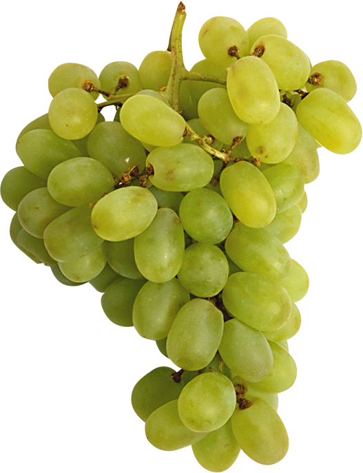 Transparent Wine Common Grape Vine Grape Seedless Fruit Grape Seed Extract for Thanksgiving