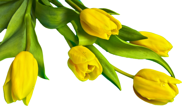 Transparent Tulip Easter Yellow Plant Flower for Easter