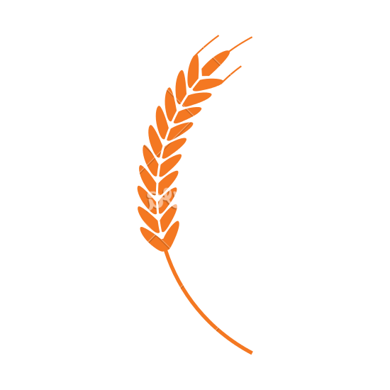 Transparent Wheat Cereal Drawing Feather Orange for Thanksgiving
