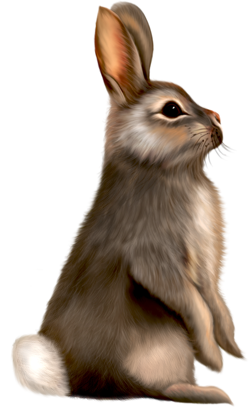 Transparent Easter Bunny Best Bunnies Rabbit Wildlife Hare for Easter