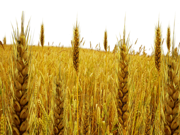 Transparent Parable Of The Tares Wheat Lolium Temulentum Avena Crop for Thanksgiving