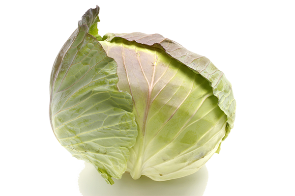 Transparent Cabbage Seasonal Food Vegetable Food Spring Greens for Thanksgiving