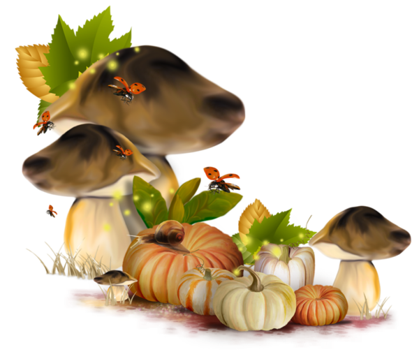 Transparent Autumn Fall Pumpkins Orange And Plump Mushroom Food Snout for Thanksgiving