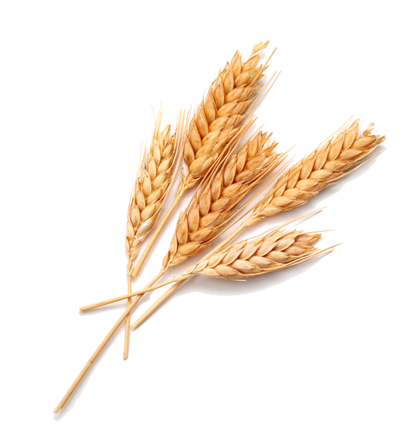 Transparent Wheat Food Bread Grass Family Emmer for Thanksgiving