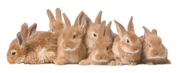 Transparent Rex Rabbit Rabbit Holland Lop Hare for Easter