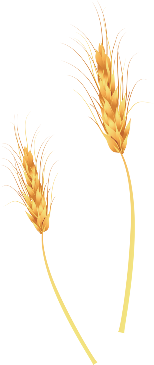 Transparent Broomcorn Wheat Ear Grass Family Flower for Thanksgiving