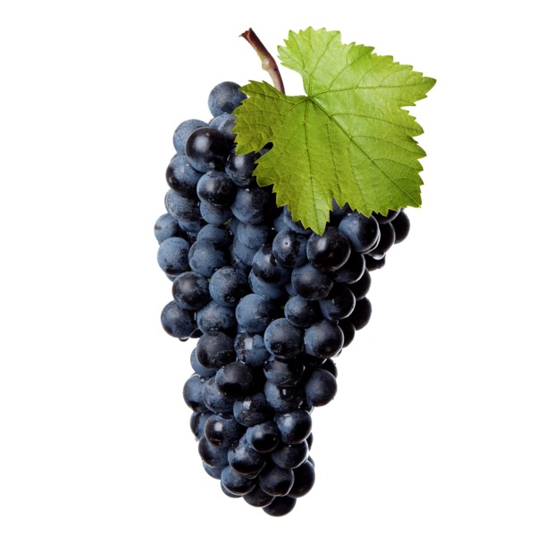 Transparent Common Grape Vine Wine Red Wine Seedless Fruit Grape Seed Extract for Thanksgiving