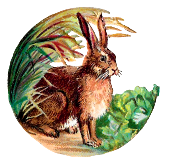 Transparent Domestic Rabbit Hare Paper Rabbit Rabbits And Hares for Easter