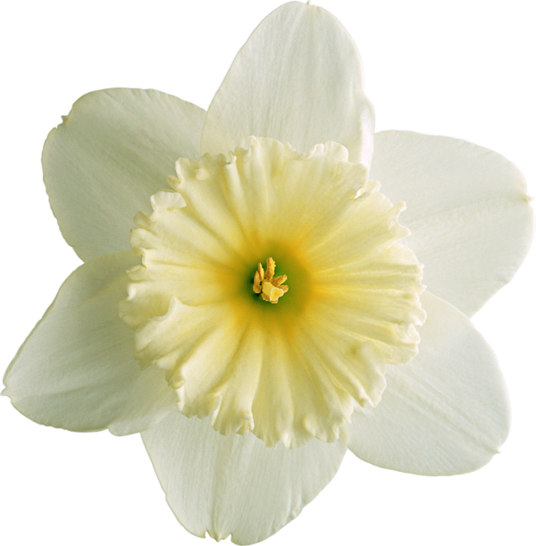 Transparent Narcissus Narcissus Tazetta Flower Plant for Easter